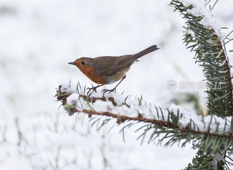 欧洲知更鸟，Erithacus rubecula，在雪中